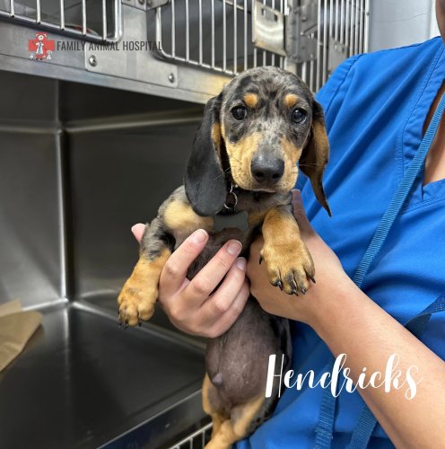 Carousel post from familyanimalhospitalcm.