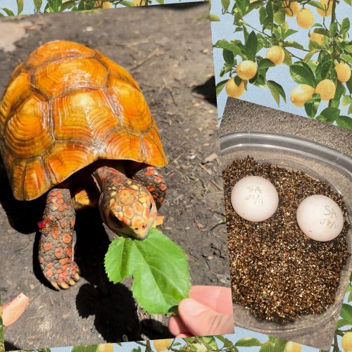 Photo post from carapacecritters.