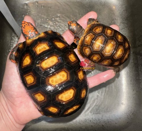 Photo post from carapacecritters.