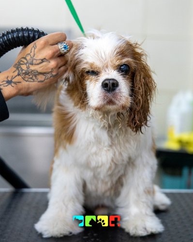 Photo post from medicalpettj.