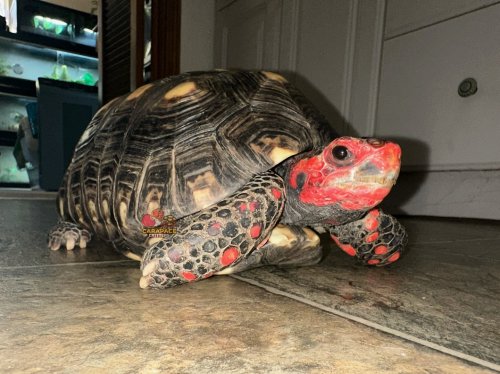 Photo post from carapacecritters.