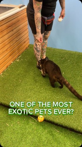 Video post from njexoticpets.