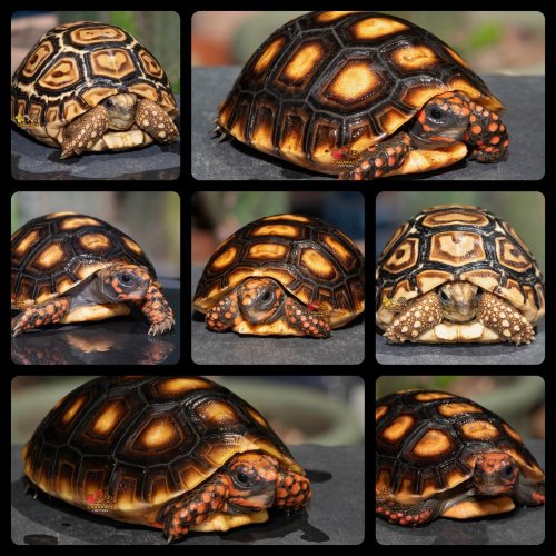 Photo post from carapacecritters.