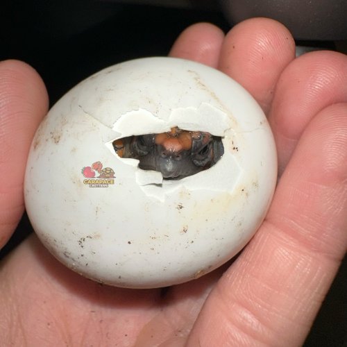 Photo post from carapacecritters.