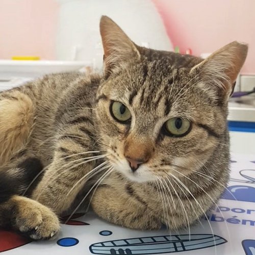 Carousel post from clinica_veterinaria_dourosul.