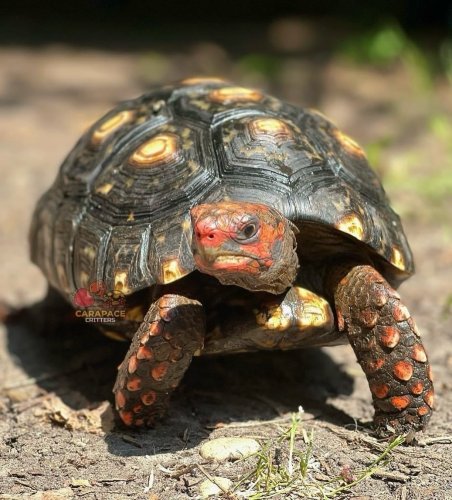 Photo post from carapacecritters.