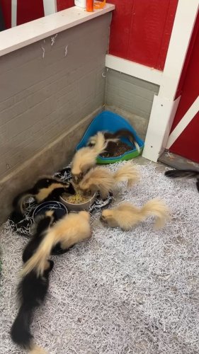 Video post from njexoticpets.