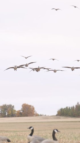 Video post from northernskiesoutfitters.