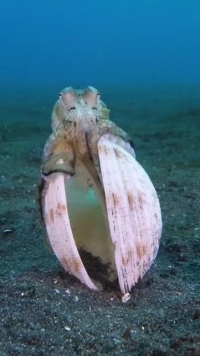 Video post from beautiful_octopus_1.