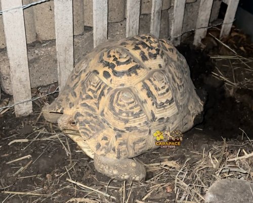 Photo post from carapacecritters.