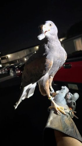 Video post from desertkingsfalconry.