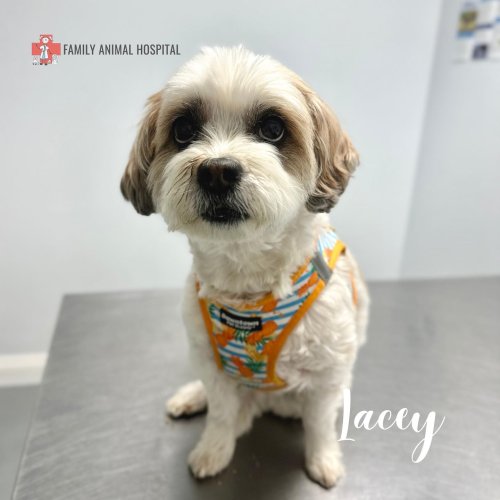 Carousel post from familyanimalhospitalcm.