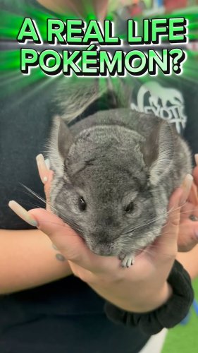 Video post from njexoticpets.