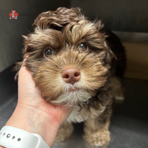 Photo post from familyanimalhospitalcm.