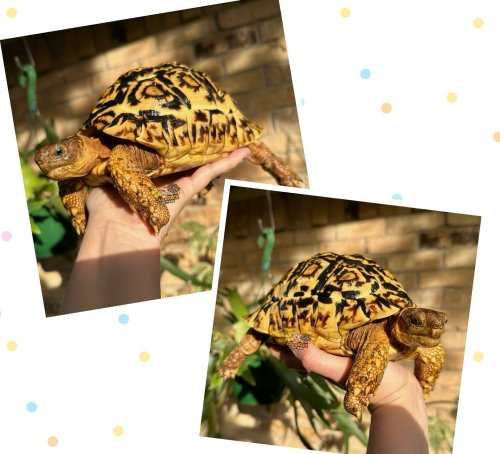 Photo post from carapacecritters.