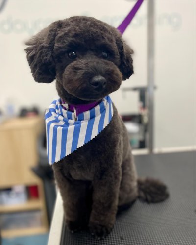 Carousel post from k9playtimedoggydaycare.