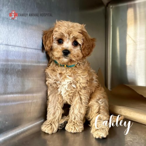 Carousel post from familyanimalhospitalcm.