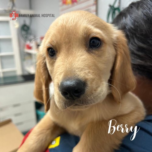 Carousel post from familyanimalhospitalcm.