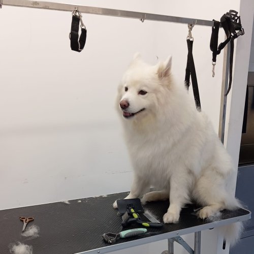 Carousel post from clinica_veterinaria_dourosul.