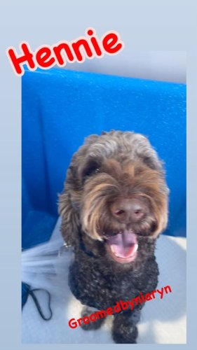 Video post from k9playtimedoggydaycare.