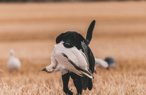 Photo post from northernskiesoutfitters.