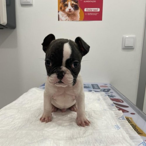 Photo post from clinica_veterinaria_dourosul.