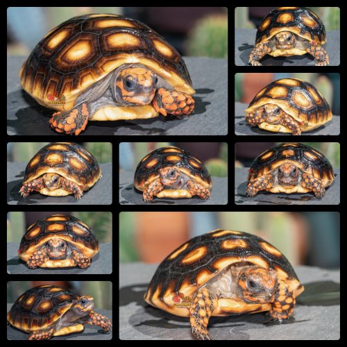 Photo post from carapacecritters.