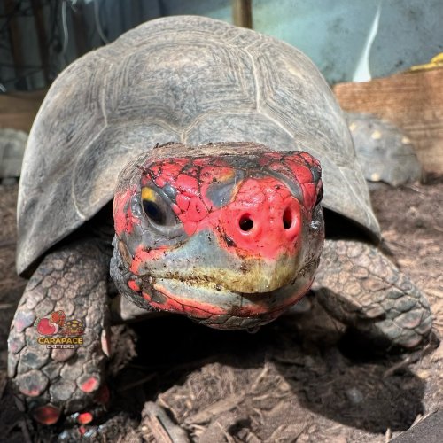 Photo post from carapacecritters.