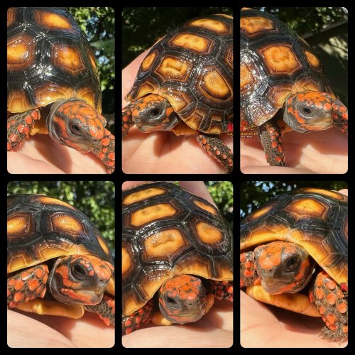 Photo post from carapacecritters.