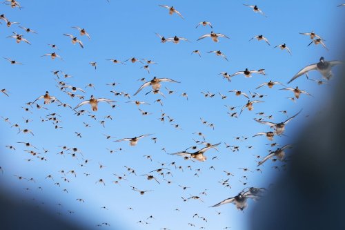 Photo post from northernskiesoutfitters.