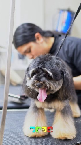 Video post from medicalpettj.