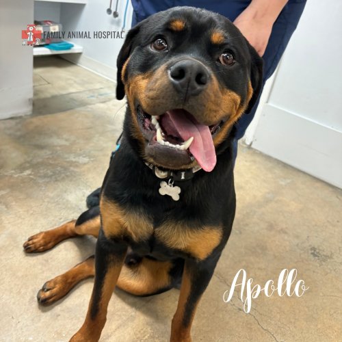 Photo post from familyanimalhospitalcm.