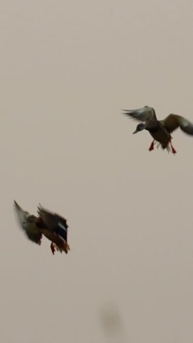 Video post from northernskiesoutfitters.