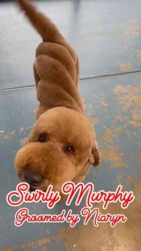 Video post from k9playtimedoggydaycare.