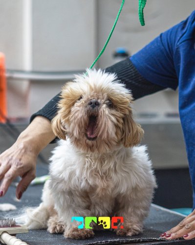 Photo post from medicalpettj.