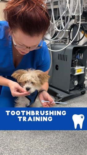 Video post from toothy.thomson.