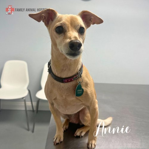 Photo post from familyanimalhospitalcm.