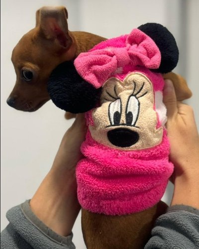 Photo post from clinica_veterinaria_dourosul.