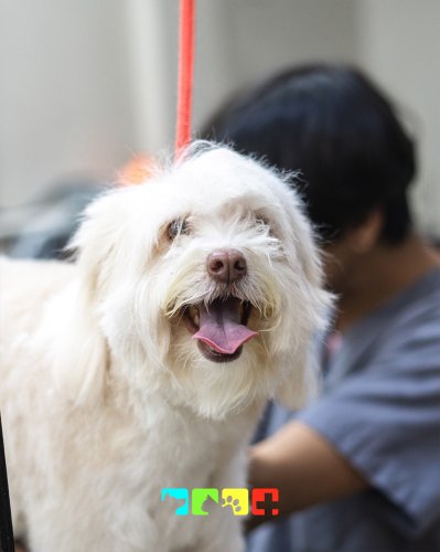 Carousel post from medicalpettj.