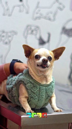 Video post from medicalpettj.