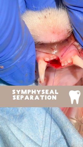Video post from toothy.thomson.