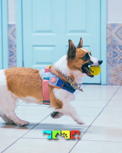 Carousel post from medicalpettj.