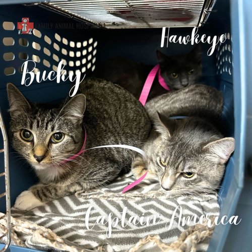 Carousel post from familyanimalhospitalcm.