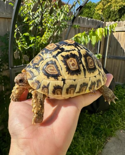 Photo post from carapacecritters.