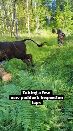 Video post from hungryhollowfarm.