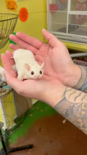 Video post from njexoticpets.