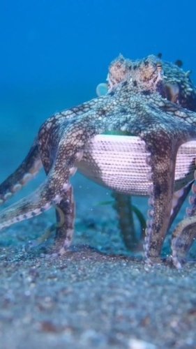 Video post from beautiful_octopus_1.