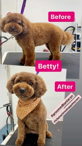 Video post from k9playtimedoggydaycare.