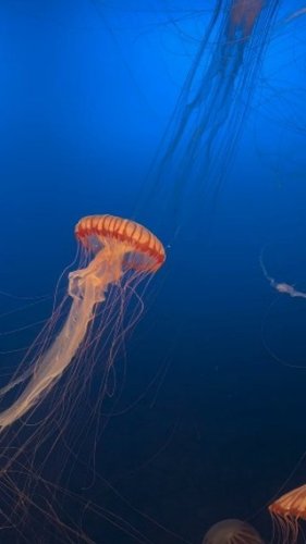 Video post from beautiful_octopus_1.