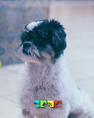 Photo post from medicalpettj.